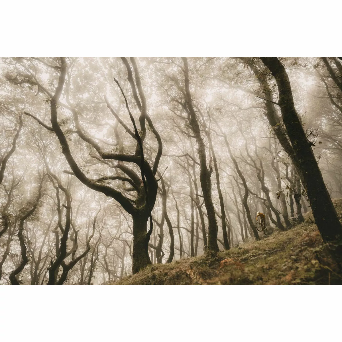 Goodyear Newton MTF Downhill Tubeless Complete Tyre - Image 11